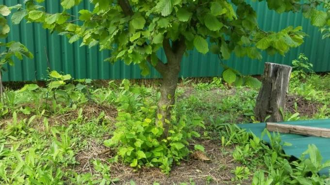 Φύλλα καστανά συνηθισμένο πλούσιο άλατα καλίου. Pereprevaya τη διάρκεια του χειμώνα, θα εμπλουτίσει σημαντικά τη γη χρήσιμο για μακρο φυτό στοιχείο
