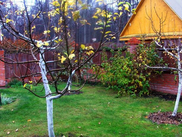 Φθινόπωρο Κήπος στο dacha. Φωτογραφίες (dachaa.ru)