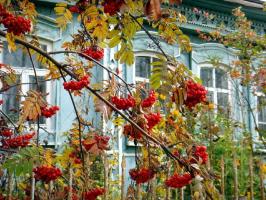 Ω, Μητέρα Ρωσία: 6 φυτά για τον κήπο με τα εθνικά χρώματα