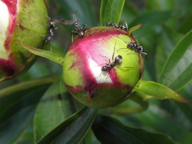 Γιατί τα μυρμήγκια είναι τόσο λάτρης της παιώνιας; Η απάντηση είναι απλή: να regale το γλυκό νέκταρ. Αυτή είναι μια φωτογραφία και, στη συνέχεια, λαμβάνονται από το διαδίκτυο