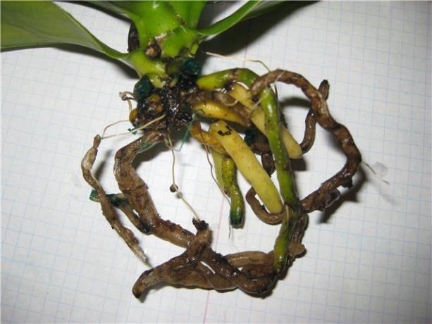 Σάπιες ρίζες Phalaenopsis