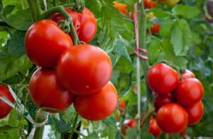 Τέσσερις σφάλματα όταν καλλιεργούνται ντομάτες, που έχουν ως αποτέλεσμα σε μια μικρή απόδοση