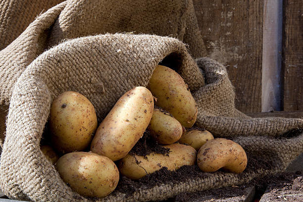 Λεηλασία τέλεια βοηθά τις πατάτες αποθηκεύονται χωρίς απώλειες