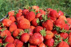 Πώς να φροντίσετε κατάλληλα για τις φράουλες κατά τη διάρκεια της καρποφορίας