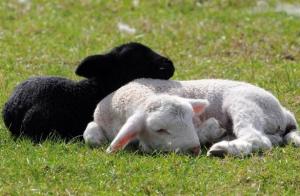Το κρέας και το μαλλί: πώς να εκτρέφουν πρόβατα στο αγρόκτημά του