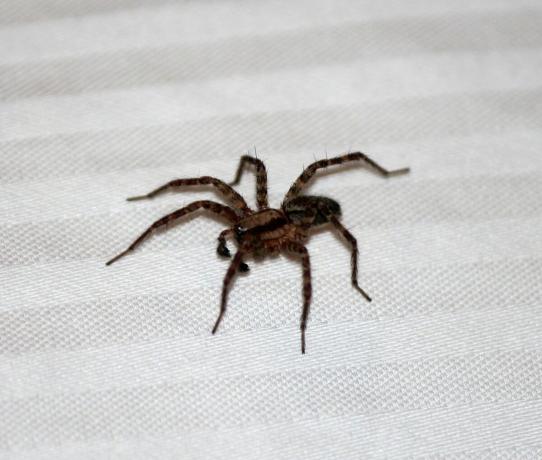 Σημάδια αράχνες στο διαμέρισμα | ZikZak