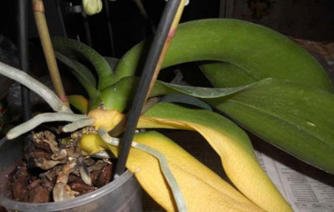Αν έχετε χάσει όλα τα φύλλα του, δεν θα επιβιώσει ο ίδιος Phalaenopsis!