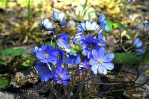 5 φυτά την άνοιξη σε ένα κρεβάτι λουλούδι, ανθοφορία Μάρτιο και τον Απρίλιο