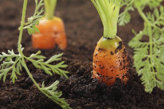 Λάθος πότισμα καρότο οδηγεί στην καμπυλότητα της | Κηπουρική και Φυτοκομία