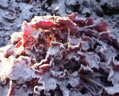 φύλλα Heuchera, κονιοποιημένο με χιόνι