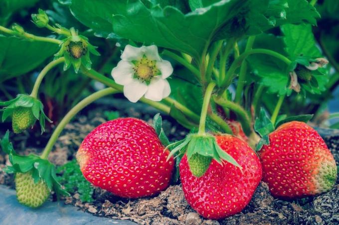 Πώς να γονιμοποιήσει τις φράουλες; τρόπο 4 ανθρώπων | ZikZak