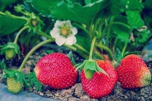 Ηρωική λιπασμάτων 4 Λαϊκού να αυξηθούν οι φράουλες