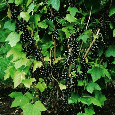 Αξιοζήλευτη καλλιέργεια της μαύρης σταφίδας. Φωτογραφία του άρθρου έχουν ληφθεί από το διαδίκτυο