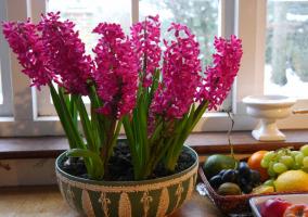 Neodnorazovy: ευτυχείς ιδιοκτήτες Υάκινθος. 3 απολαύσεις λουλουδιών και πώς να διατηρηθεί μετά την ανθοφορία