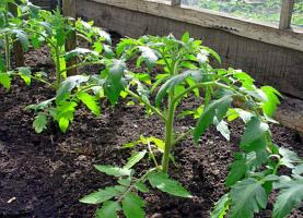 Πώς να σώσει τα φυτά της ντομάτας στην παγωνιά του θερμοκηπίου.