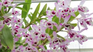 Γενικοί κανόνες για τη φροντίδα των Dendrobium ορχιδέες