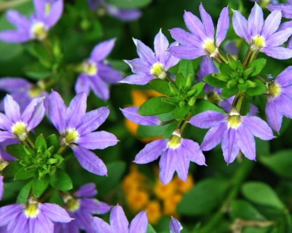 Λουλούδι Φόρμα Scaevola ευχάριστη και αναγνωρίσιμο. Ρίξτε μια πιο προσεκτική ματιά: τα πέταλα διατεταγμένα σαν βεντάλια με ένα μόνο χέρι! Φωτογραφία: violet-bryansk.ru