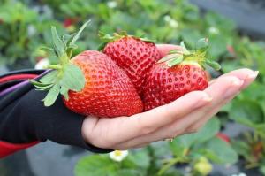 Η φράουλα είναι ένα μεγάλο, γλυκό και ζουμερό: τροφοδοσία της ζύμης