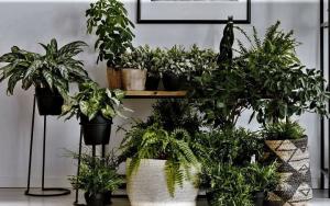 Φυσικό «αρωματοθεραπεία» για το σπίτι σας. 6 αρωματικά φυτά και λουλούδια