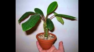 Εσωτερική μεγαλώνουν Euphorbia σωστά. λεπτές αποχρώσεις της φροντίδας