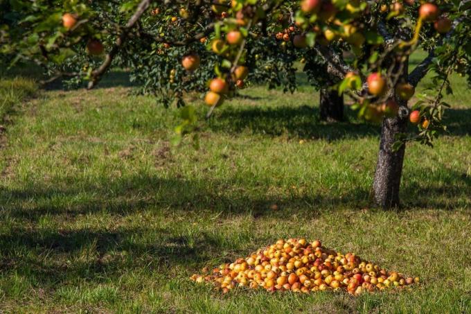 Φθινόπωρο μήλο (pxhere.com)