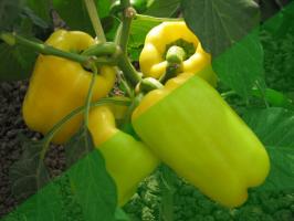 10 μυστικά της καλλιέργειας της πιπεριάς στον κήπο