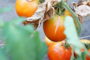 Κούνια καλλιεργητή γιατί ντομάτες σκάσει και τι πρέπει να κάνετε