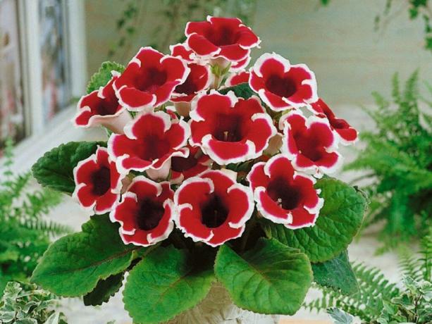 Gloxinia «Kaiser Friedrich». Φωτογραφία από το Internet