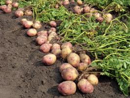 Στον αγώνα για το μεγάλο και νόστιμο πατάτες: τη φροντίδα και τη σίτιση των τελευταίων τον Αύγουστο