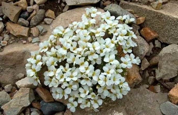 Λευκά λουλούδια arabisa