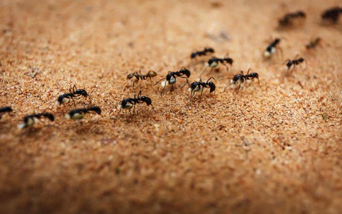 Διώχνει τα μυρμήγκια με αλάτι | ZikZak