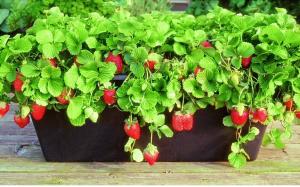 Όλο το χρόνο φρέσκα μούρα: πώς να καλλιεργούν φράουλες στο σπίτι