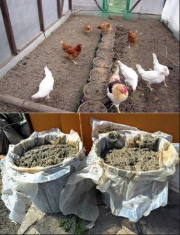 Η ορθή εφαρμογή της κοπριάς κοτόπουλο στον κήπο θα αυξήσει τη συγκομιδή