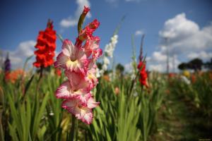 Gladiolus λουλούδι arrow κυκλοφόρησε - φορά στην τροφοδοσία