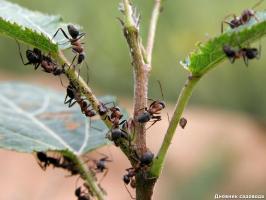 Πώς μπορώ να απαλλαγούμε από τα μυρμήγκια και την ίδια στιγμή να γονιμοποιήσουν τα φυτά