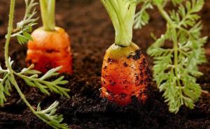 Πώς να φυτέψει καρότα, λαχανάκια εμφανίστηκε σε 5 ημέρες και δεν πρέπει να αραιώνουν.
