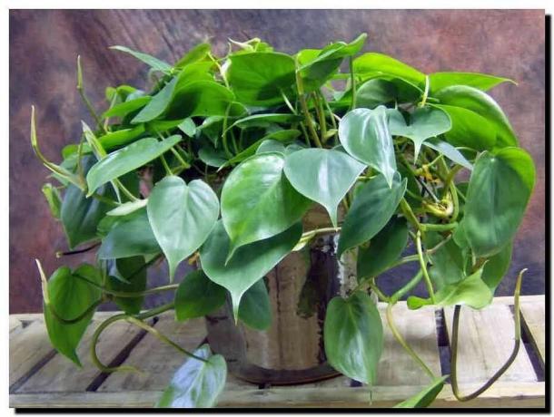 Κομψό φυτό εσωτερικού χώρου - αναρριχητικό φυτό