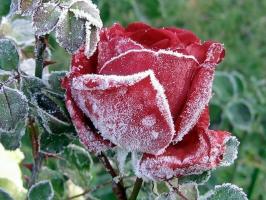 Προετοιμάστε τα τριαντάφυλλα για το χειμώνα: πώς να ψυχραιμία τι και τι να κρύβουν, πώς να κόψετε. Πώς το χρώμα επηρεάζει τη παγετό