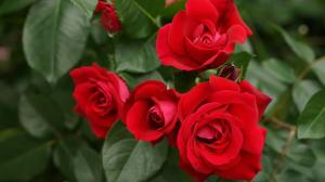 Η λίπανση και το πότισμα τριαντάφυλλα σε μια μακρά ανθοφορία