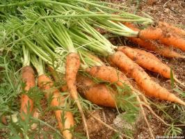 Πώς επιτυγχάνεται βλάστηση των καρότα για 4-6 ημέρες