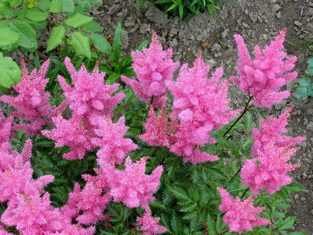 Γόης - ροζ Astilbe. Φωτογραφία: yandex.kz/collections, IrinaVSann χρήστη