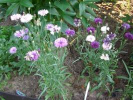 Λουλούδια χωρίς τα λάχανα: τι να σπείρουν απευθείας στο παρτέρι