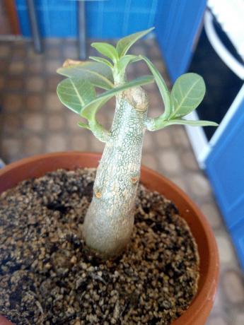 Μετά τη συμπλήρωση Adenium στέλεχος έδωσε νέα καταστήματα. Krone - να είναι!