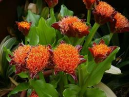 Haemanthus: πώς να αυξηθεί το σπίτι «αιματηρή λουλούδι»