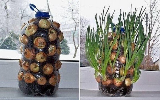 Η μοναδική μέθοδος καλλιέργειας κρεμμύδια στο περβάζι του παραθύρου | Κηπουρική και Φυτοκομία