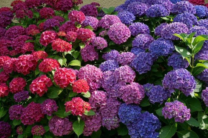 Κάθε κηπουρός μπορεί να αλλάξει το χρώμα του ορτανσίες χωρίς «χρωστικές ουσίες», αξιοποιώντας τις φυσικές ιδιότητες του θάμνου