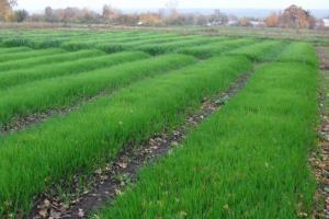 Rye-χλωρής λίπανσης: φύτευση το φθινόπωρο θα αυξήσει την γονιμότητα και συγκομιδή των λαχανικών λόγω οργανικής