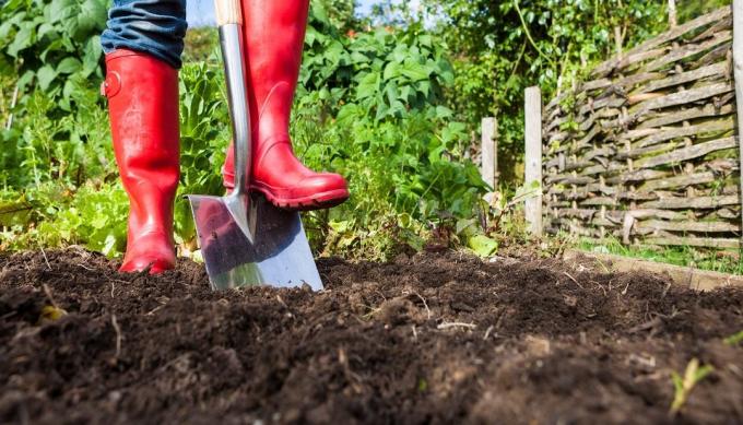 Οφέλη και βλάπτει των σκάψιμο του εδάφους στην περιοχή | Κηπουρική και Φυτοκομία