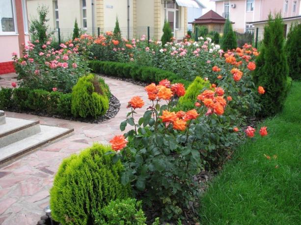 Αρωματικά κήπο με τριανταφυλλιές. Παράσταση με yo-studio.ru
