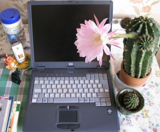 Cactus στον υπολογιστή. Φωτογραφία από το Internet